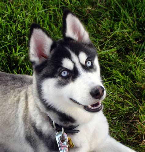 This breed is a member of the spitz family; Cute Puppy Dogs: Siberian Husky Puppies With Blue Eyes