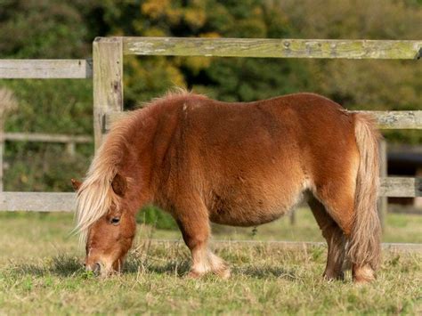 Abandoned Rescue Pony Stars In Rspca Christmas Appeal Shropshire Star