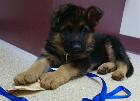 8 Week Old German Shepherd Puppy Size Eden Newsletter Bildergallerie