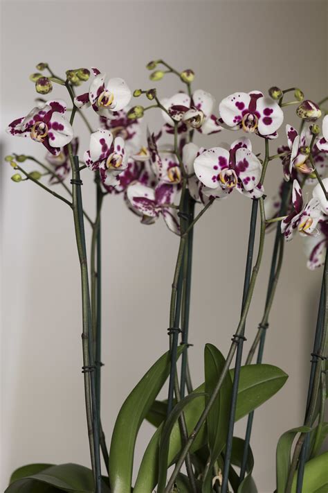 Garden Orchid Care — Your Orchid Questions