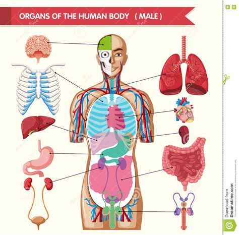 They also work in tandem to form organ. Chart Showing Organs Of Human Body Stock Vector ...