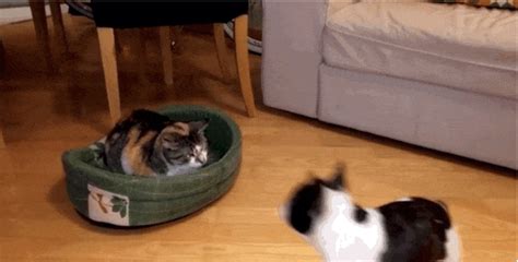 Baffled Puppy Just Cant Comprehend Why Cat Stole His Bed