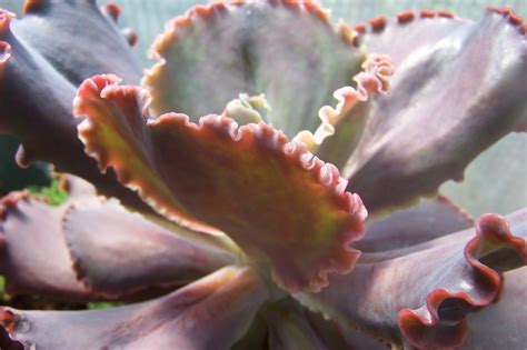 Oregon Cactus Blog Echeveria Arlie Wright