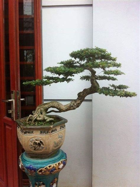 Trending Juniper Bonsai Tree Designs Png Hobby Plan
