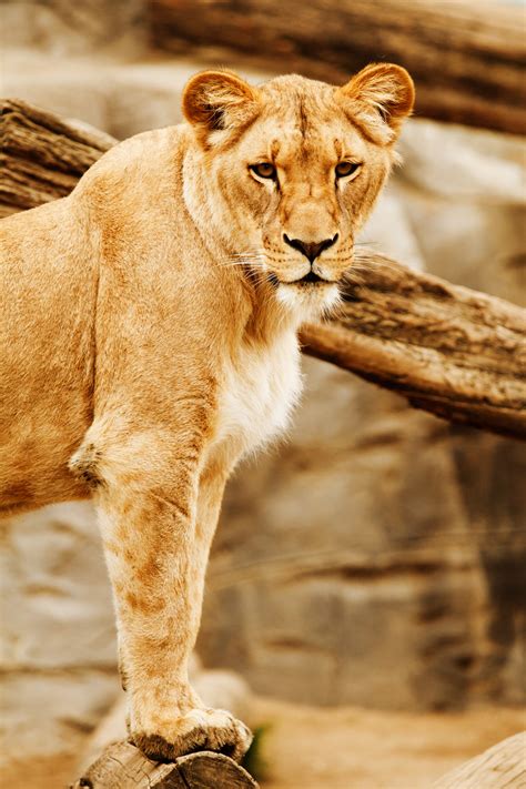 Lions Look Free Stock Photo Public Domain Pictures