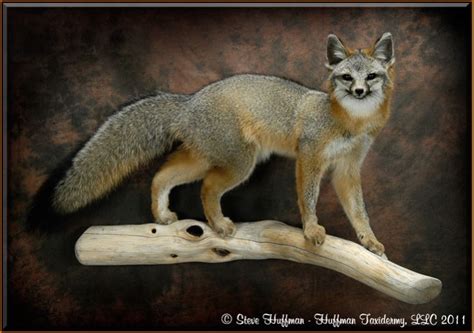 Huffman Taxidermy Llc Grey Fox Taxidermy Mount