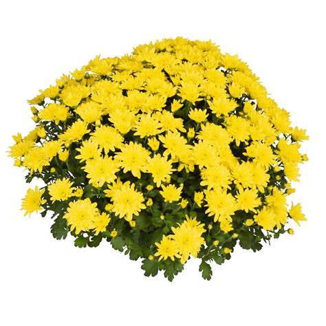 Mum Chrysanthemum X Morifolium Homerun Yellow Lucas Greenhouses