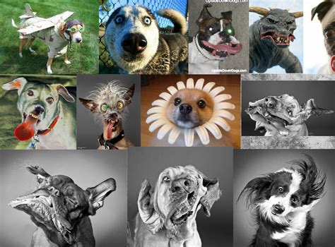 Weird And Crazy Dogs 13 Cool Wallpaper - Funnypicture.org