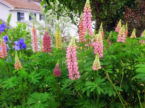 Perennials And Hardy Annuals Ive Successfully Winter Sowed