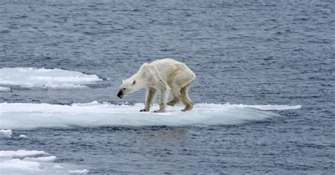 Photographer Links Heartbreaking Image Of Polar Bear To Climate Change