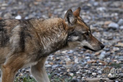 Gray Wolf Canis Lupus Photograph By Ron Sanford