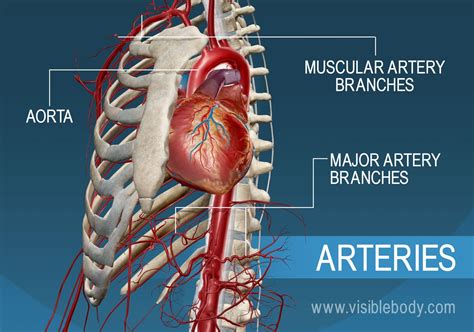 Blood Vessels | Circulatory Anatomy