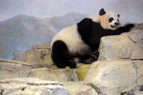 Panda Pregnancy No One Knows But Zoo Prepares The Washington Post