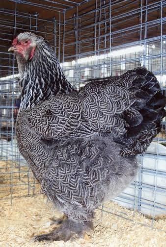 Dark Brahma Chickens Baby Chicks For Sale Cackle Hatchery Crazy