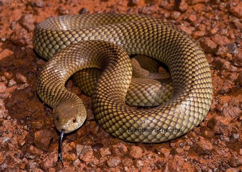 Psuedechis Australis King Brown Snake Snake Reptile Snakes Pit Viper