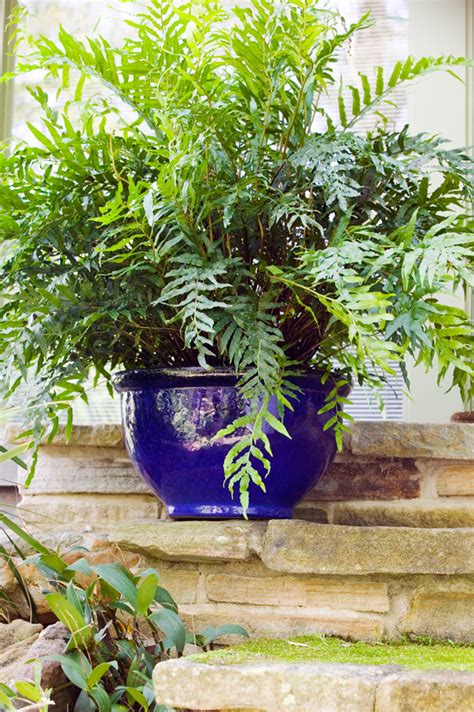 Best Pot Plants For Sun And Shade Burkes Backyard