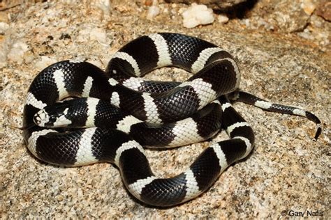 California Kingsnake Lampropeltis Californiae