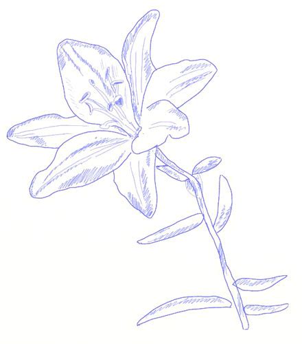 How To Draw A Lily Flower Draw Step By Step