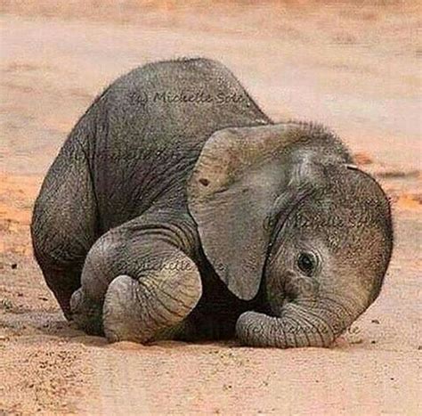 19 Cutest Baby Elephants Ideas Quicklyzz