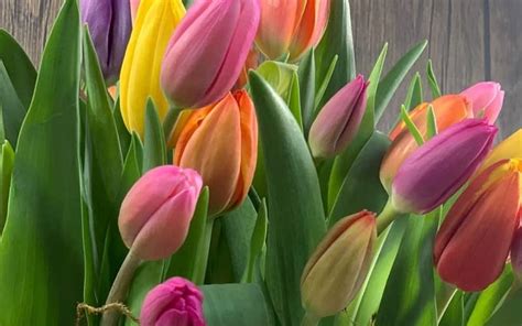 Tulipanes Tipos Características Colores Precios Edicionesamargord©