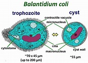 Balantidium Coli Trophozoite And Cyst
