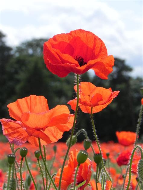 Poppy Field Royalty Free Stock Photos All Pictures Are Free For