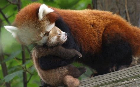 Baby Red Panda Hugging Its Mother Redpandas