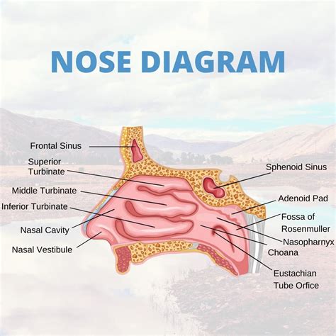 Sinusinfo Inside The Walls Of Your Nose Are 3 Pairs Of Small Bones