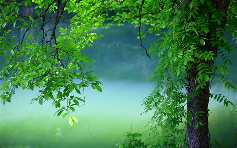 Free Download Summer Tree Green Leaves Hd Wallpaper 1920x1200 For