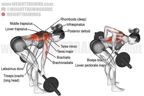 Barbell Underhand Grip Bent Over Row Exercise Instructions And Video