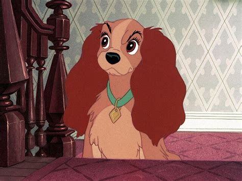 What Dog Breeds Are Lady And The Tramp Facts And Faq Hepper