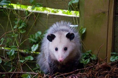 Critter Animals Hamster