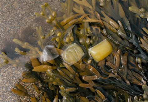 Seaweed Packaging Startup Shortlisted For Earthshot Prize Imperial