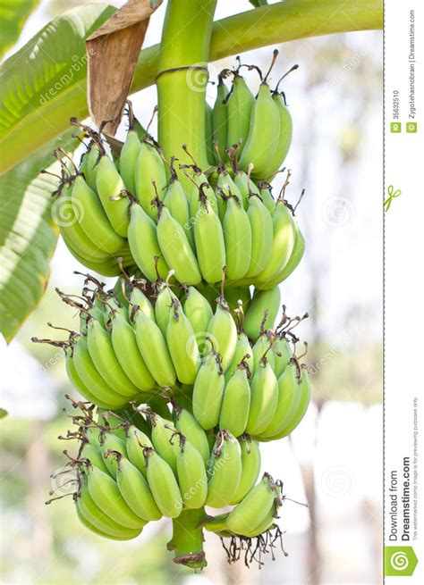 Picture of banana tree with fruit. Banana. stock photo. Image of natural, crop, healthy ...