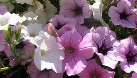 Flower symbolism has a very big significance for human kind. Flowers That Mean Healing | Garden Guides