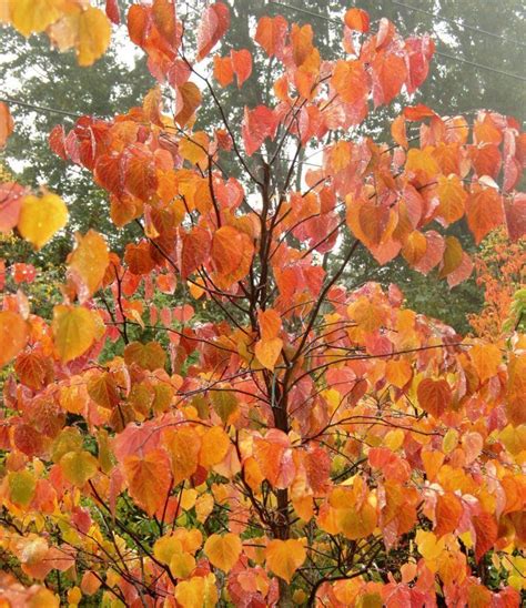 Eastern Red Bud Cercis Canadensis Tree Seeds Fast Showy Fall Color