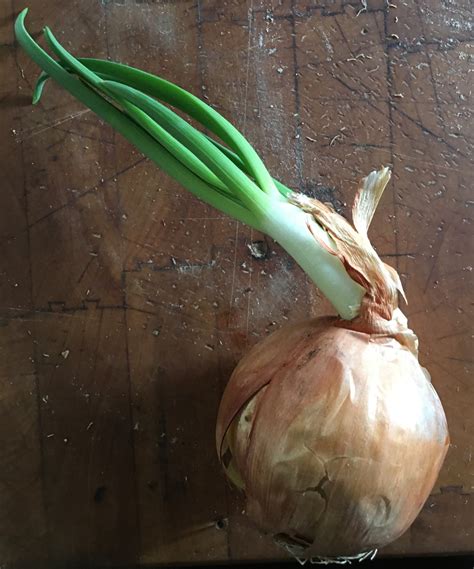 When life sprouts your onions, stick them in the dirt! - Because Food ...