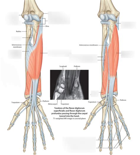 Lecture 8 Anterior Forearm Intermediate And Deep Diagram Quizlet
