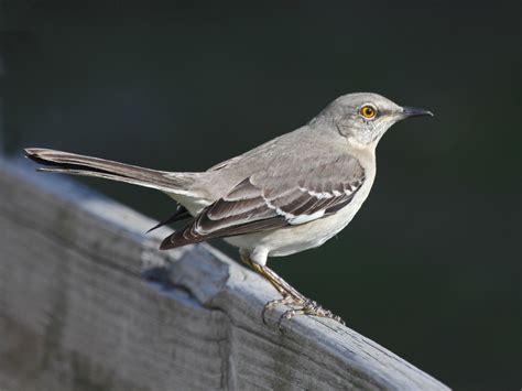 Mockingbird Northern Bird Breeds Central