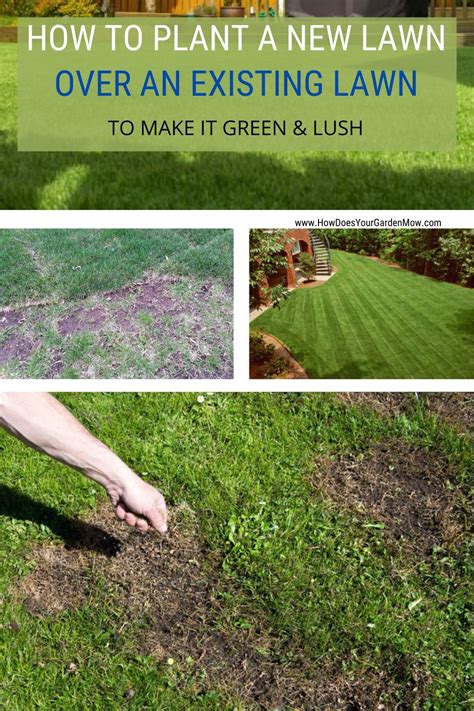 Lawn Care And Grass Growing Tips Artofit