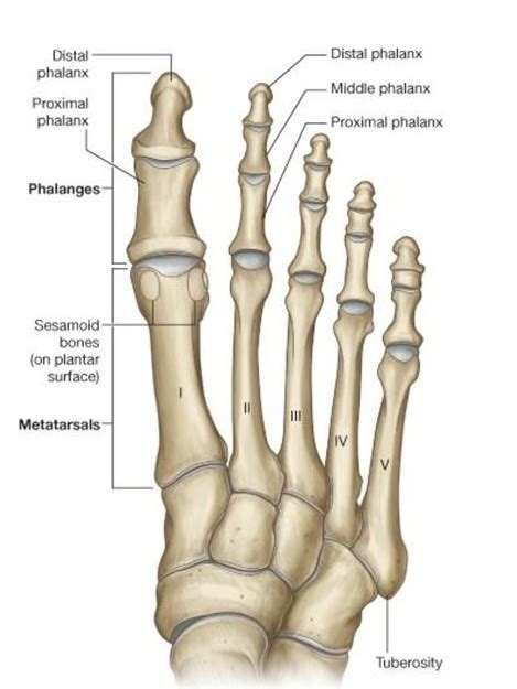 Toe Skeletal Anatomy