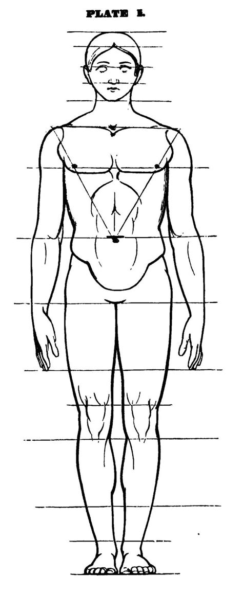 Anatomical Drawing Of Human Body How To Draw People With Human