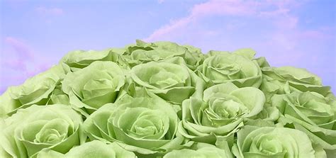 Green Roses History Meaning And Symbolism Blooms By Heinau
