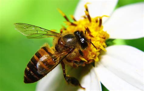 Desktop Bee Screensaver Main Window Customaquariumscr