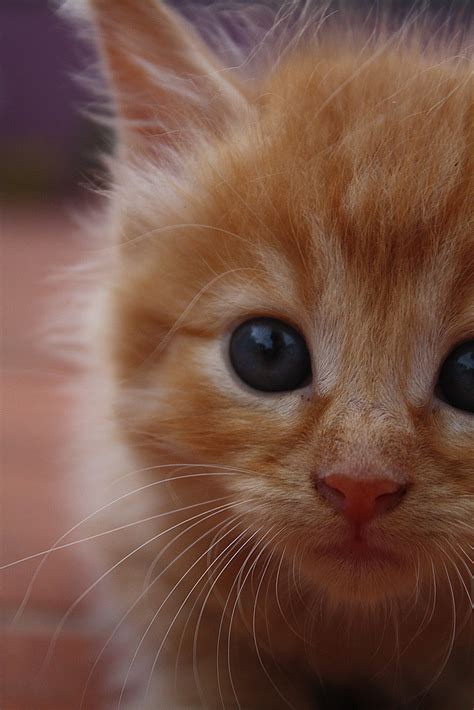 Blue Eyed Ginger Kitten My Neighbors Adorable Ginger Kitte Flickr