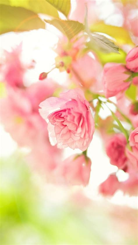 20 Spring Wallpaper For Android Mobile Free Download Basty Wallpaper