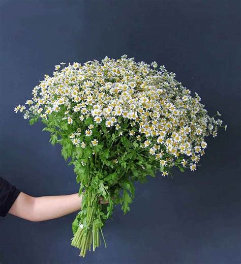 Được gửi đến email người phụ trách thầu trong lần đầu tiên xuất hóa đơn điện tử. Hoa Cúc Tana Hà Lan - Trào lưu hoa tươi cực hot của giới trẻ