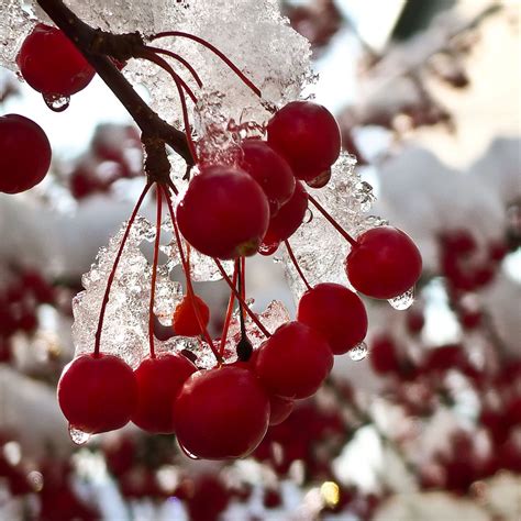 Winter Berries Wallpaper Wallpapersafari