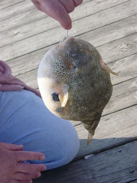 Pufferfish Primer Nc Onshore And Inshore Fishing