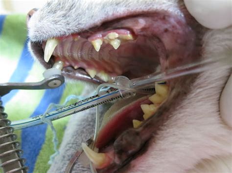 Dental Disease In Pets The Silent Killer â€ Part 3 Rayya The Vet